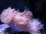 ბრწყინვალე ზღვის Anemone