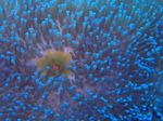 Fil Akvarium Magnifika Havsanemon anemoner (Heteractis magnifica), genomskinlig