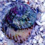 Astraea Turbo Snail (Astraea Conehead Snail)