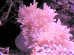 Photo Aquarium Flat Color Anemone (Heteractis malu), spotted