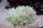 Foto Aquarium Flache Farbe Anemone (Heteractis malu), pink