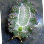 Foto Aquarium Kopfsalat Meeresschnecke nacktschnecken (Elysia crispata), grau