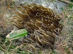 Фото Аквариум Актиния краснотелая актинии (Macrodactyla doreensis), коричневый
