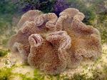 Foto Aquarium Riesigen Teppich Anemone (Stichodactyla gigantea), hellblau