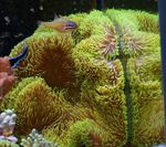 Foto Aquarium Riesigen Teppich Anemone (Stichodactyla gigantea), gelb