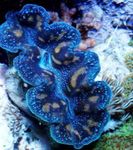 Photo Aquarium Tridacna clams, blue