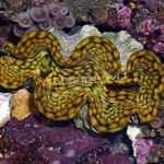 Photo Aquarium Tridacna clams, light blue