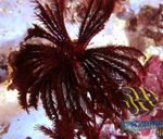 ზღვის შროშანი Comanthus  სურათი
