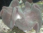 kuva Akvaario Matto Anemone valkovuokot (Stichodactyla haddoni), raidallinen