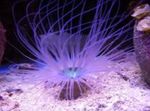 Photo Aquarium Tube Anemone (Cerianthus), purple