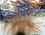 Foto Aquarium Curly-Cue Anemone (Bartholomea annulata), hellblau