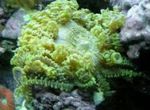 Perlen Meer (Aurora) Anemone