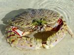 zdjęcie Akwarium Calappa kraby, biały