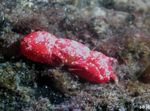 Foto Akvarium Koral Krabbe (Trapezia sp.), rød