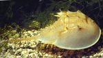 Foto Aquarium Pfeilschwanzkrebse (Carcinoscorpio spp., Limulus polyphenols, Tachypleus spp.), gelb