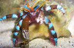 Дуана Crab Blue-Kaltsinus