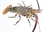 მართლმადიდებლური Spinny Lobster