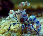 არლეკინი Shrimp, Clown (თეთრი ორქიდეა) Shrimp