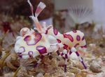 სურათი აკვარიუმი არლეკინი Shrimp, Clown (თეთრი ორქიდეა) Shrimp კრევეტები (Hymenocera picta), ყავისფერი