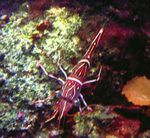 fotografie Akvárium Camelback (Ťava, Cukrík, Tanec, Hingebeak, Durban Záves-Zobák) Krevety skrček (Rhynchocinetes durbanensis), červená