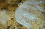 Photo Aquarium Feather Duster Hardtube fan worms (Protula sp.), pink