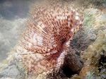Фото Аквариум Сабеластарта индийская морские черви (Sabellastarte indica), коричневый