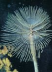 Photo Aquarium Tubeworm Wreathytuft worms lucht leanúna (Spirographis sp.), bándearg