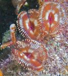 foto Acquario Split-Corona Piumino spirografi (Anamobaea orstedii), rosso