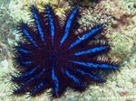 Foto Akvārijs Kronis Ērkšķiem jūras zvaigznes (Acanthaster planci), zils