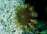 Photo Aquarium Crown Of Thorns sea stars (Acanthaster planci), grey