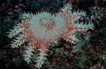 foto Aquarium Kroon Van Doornen zeesterren (Acanthaster planci), gevlekt