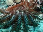 Foto Akvarium Tornekrone havet stjerner (Acanthaster planci), lyseblå