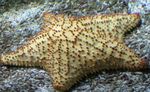 Photo Aquarium Reticulate Sea Star, Caribbean Cushion Star (Oreaster reticulatus), yellow