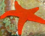 fotografie Akvárium Červená Hvězdice hvězdy moře (Fromia), červená