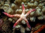 Raudona Starfish Multiflora