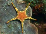 Double Sea Star, Fléttuðu Starfish
