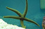Foto Aquarium Galatheas Sea Star (Nardoa sp.), grau