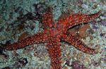 fotografie Akvárium Galatheas Sea Star (Nardoa sp.), červená