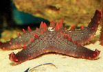 Photo Aquarium Choc Chip (Knob) Sea Star (Pentaceraster sp.), red