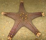 fénykép Akvárium Choc Chip (Gomb) Tengeri Csillag (Pentaceraster sp.), világoskék
