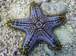fotografie Akvárium Choc Chip (Gombík) Sea Star hviezdy mora (Pentaceraster sp.), priehľadný