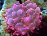 Foto Aquarium Bubble-Spitze-Anemone (Anemone Mais) (Entacmaea quadricolor), getupft