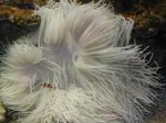მძივები ზღვის Anemone (Ordinari Anemone) სურათი და ზრუნვა