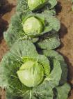 Photo Cabbage grade Premera 50 F1