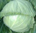 Photo Cabbage grade Borodin F1