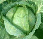 Photo Cabbage grade Proktor F1