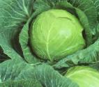 Photo Cabbage grade Bulat F1 