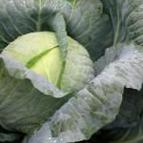 Photo Cabbage grade Rotonda F1