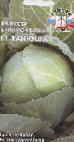 Photo Cabbage grade Tanyusha F1