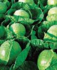 Photo Cabbage grade Germes F1